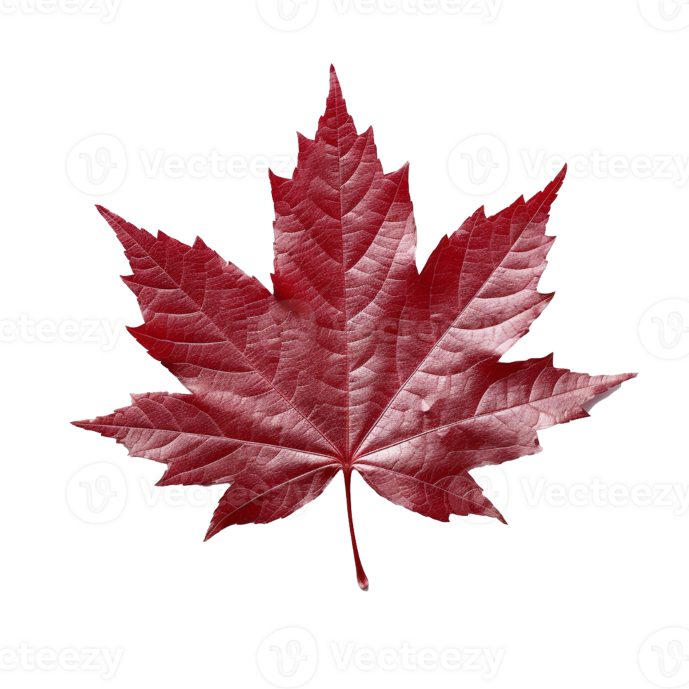 Japanese Maple Leaf isolated on background with png