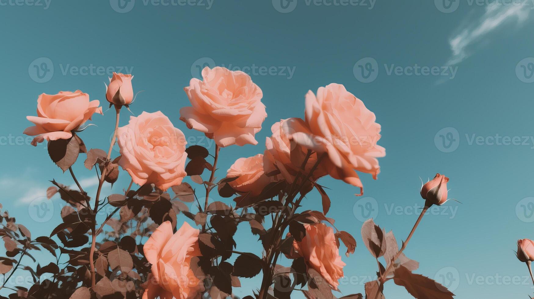 Pink roses against a sky background. photo