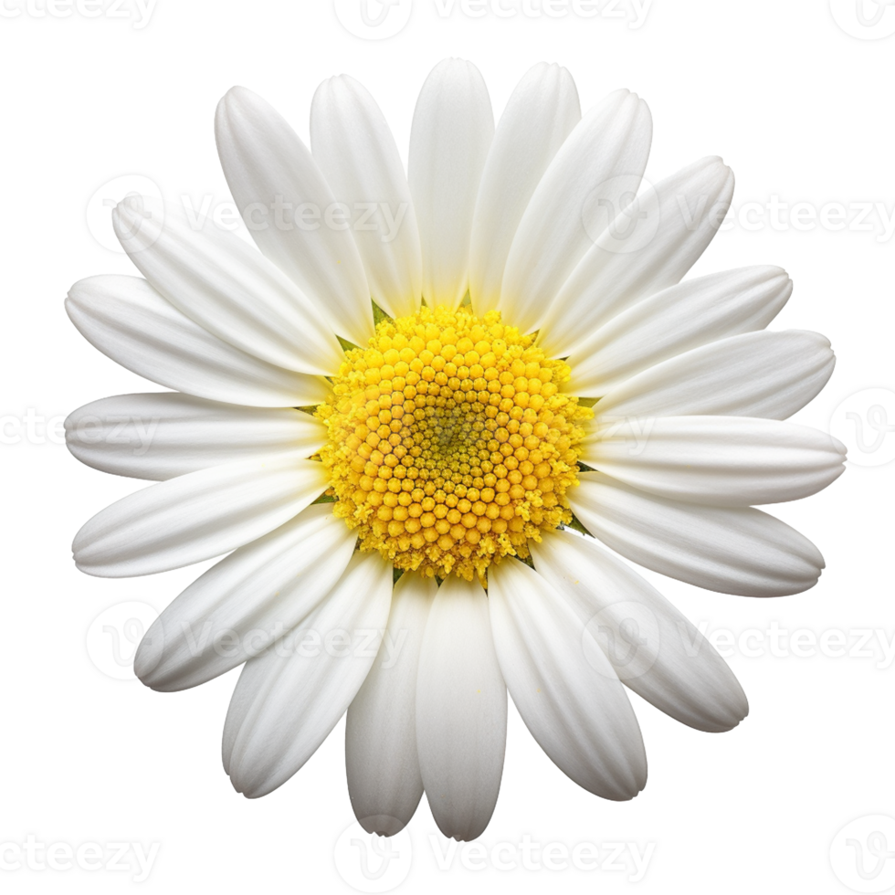 Daisy flower isolated on background with Generative AI png