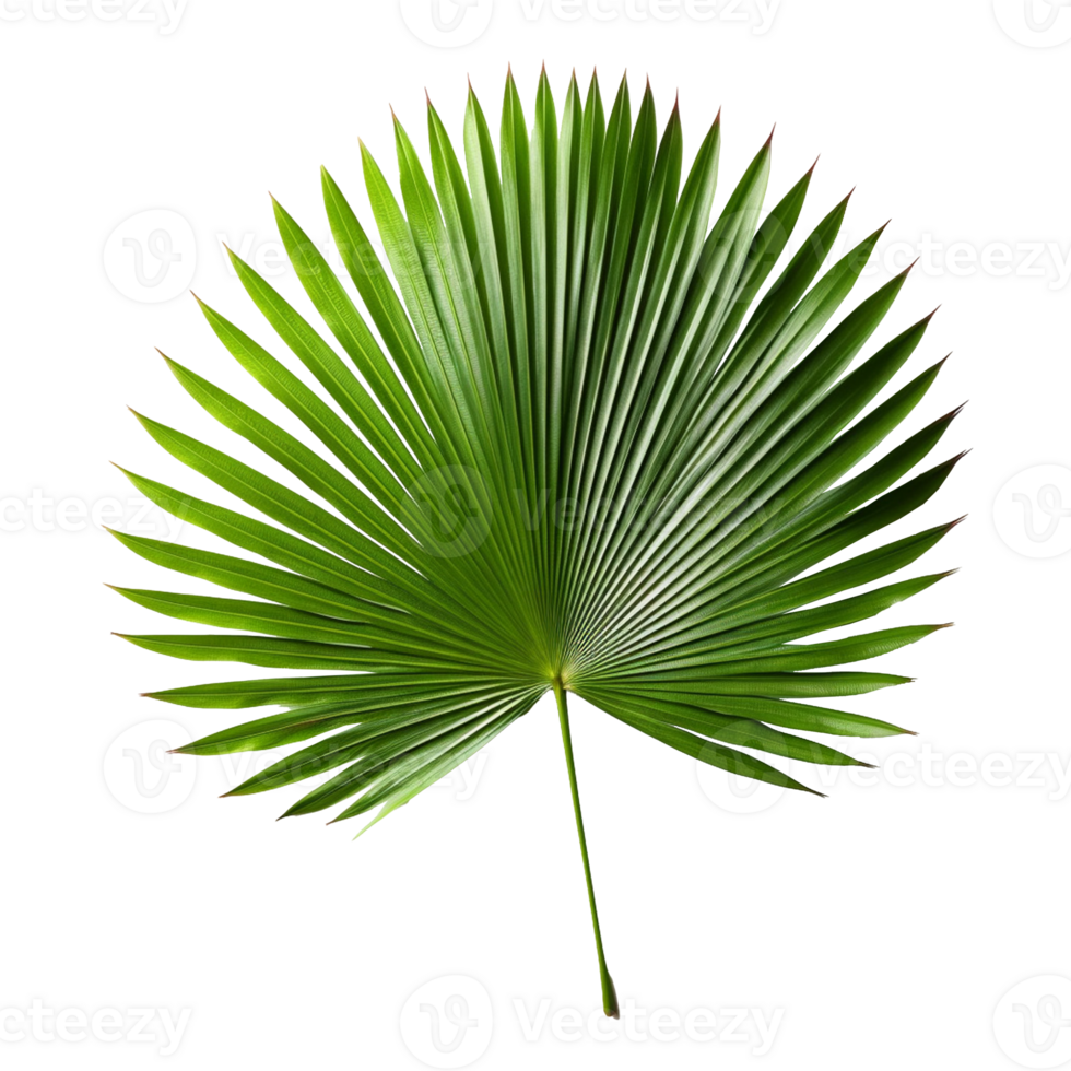 Palm Leaf isolated on background with Generative AI png