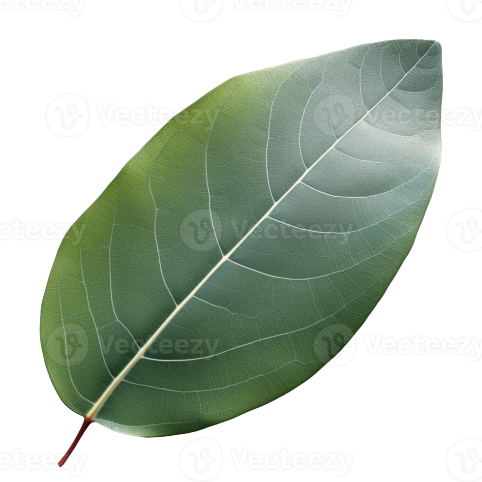 Eucalyptus Leaf isolated on background with png