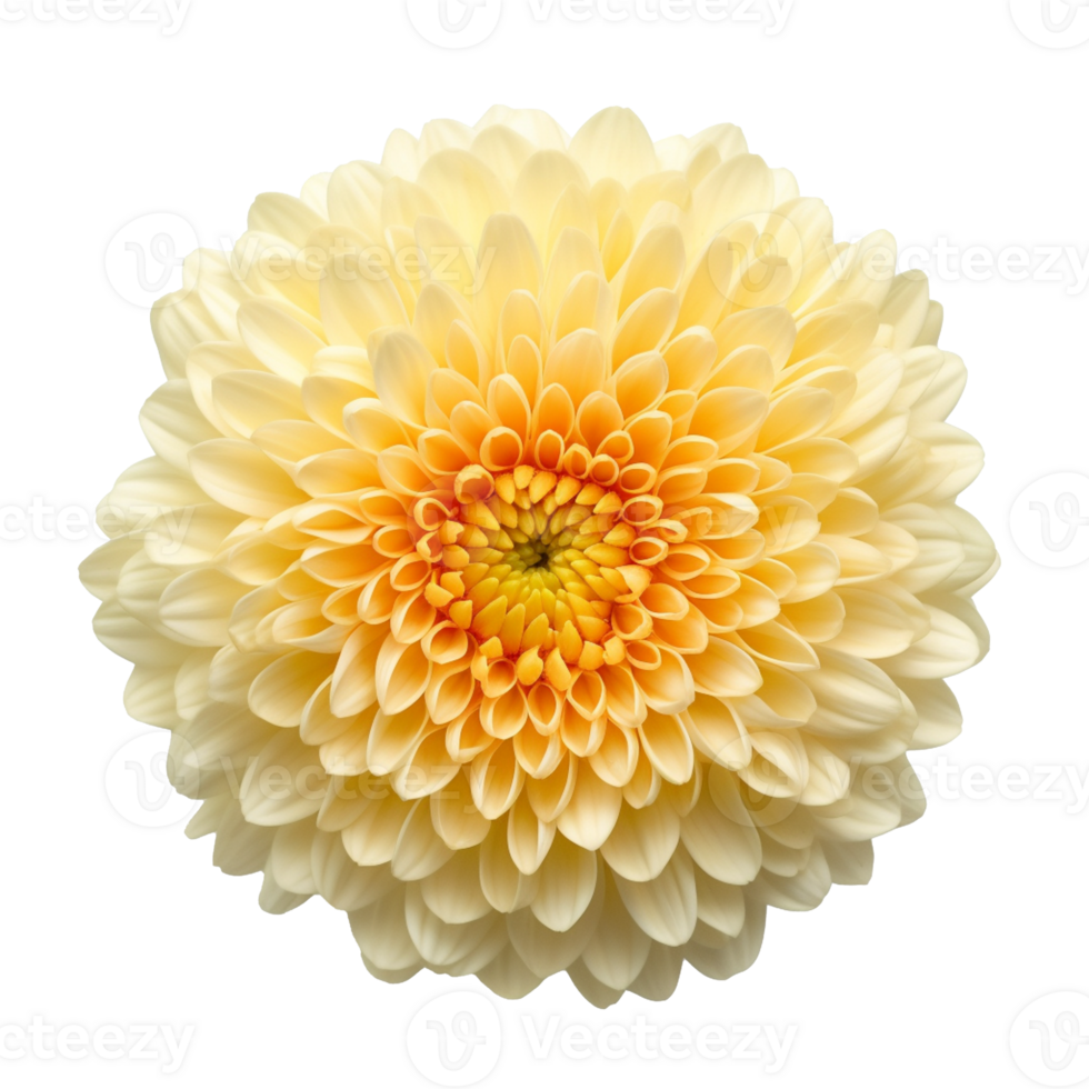 Chrysanthemum flower isolated on background with png