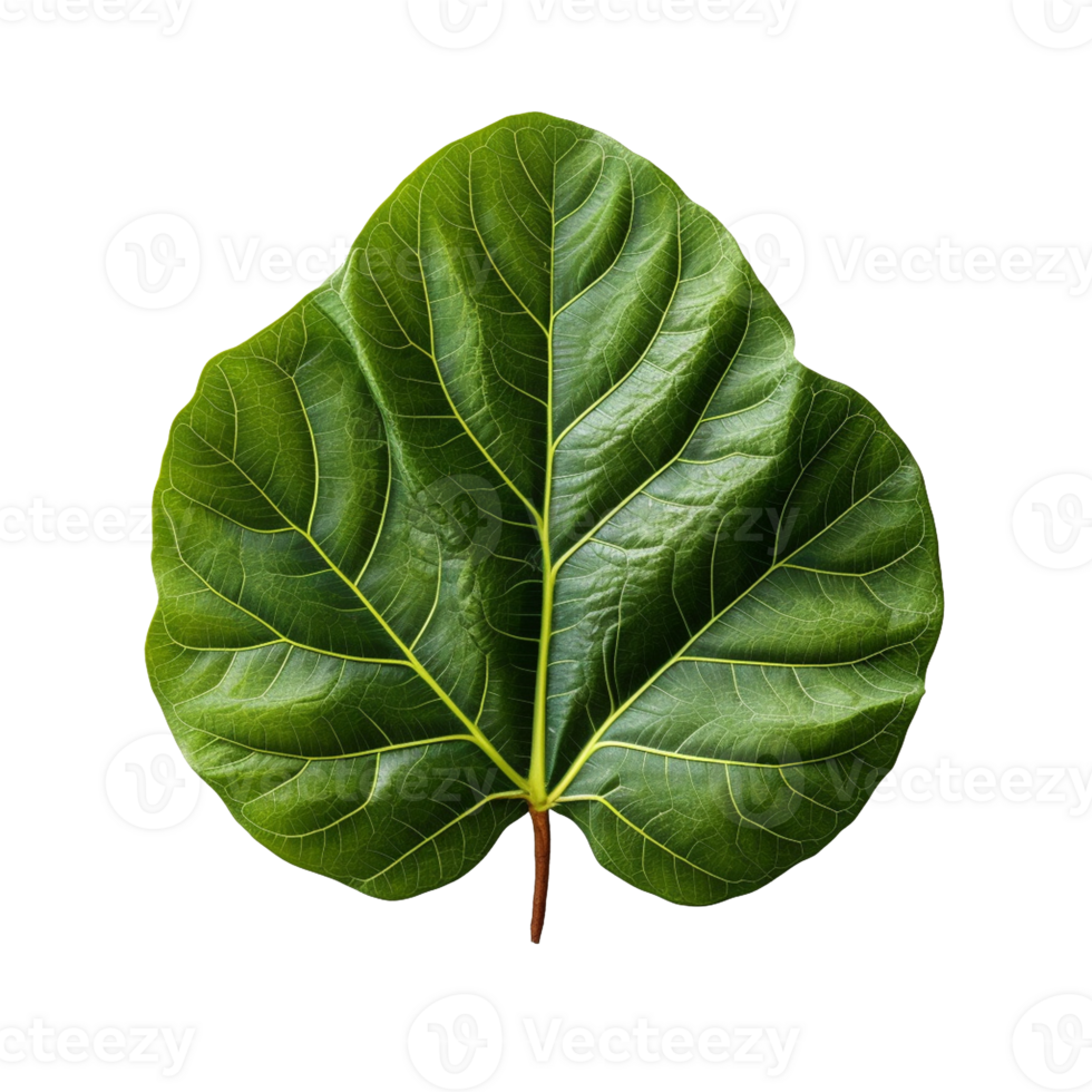 Fiddle Leaf Fig Leaf isolated on background with Generative AI png