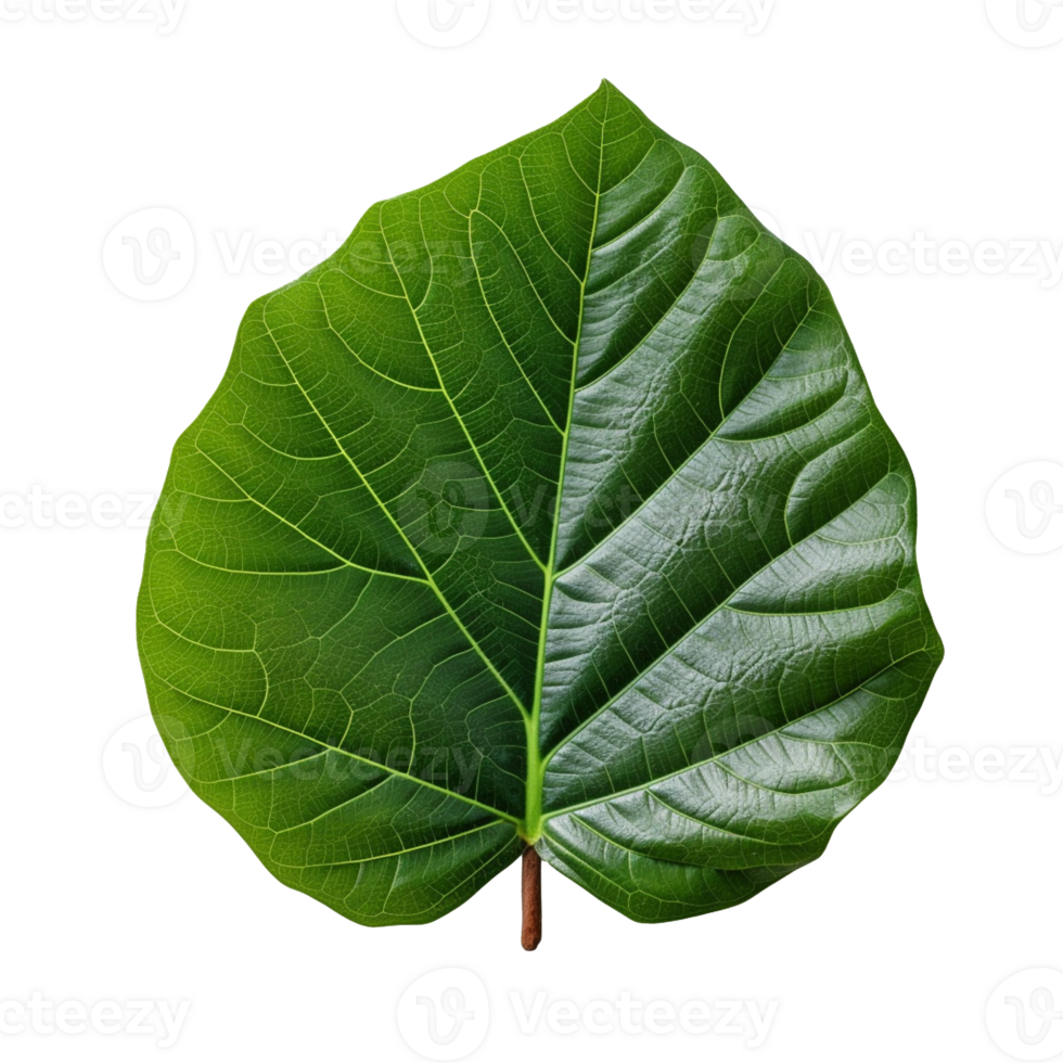 Fiddle Leaf Fig Leaf isolated on background with Generative AI png