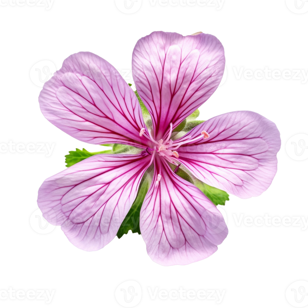 Geranium flower isolated on background with png