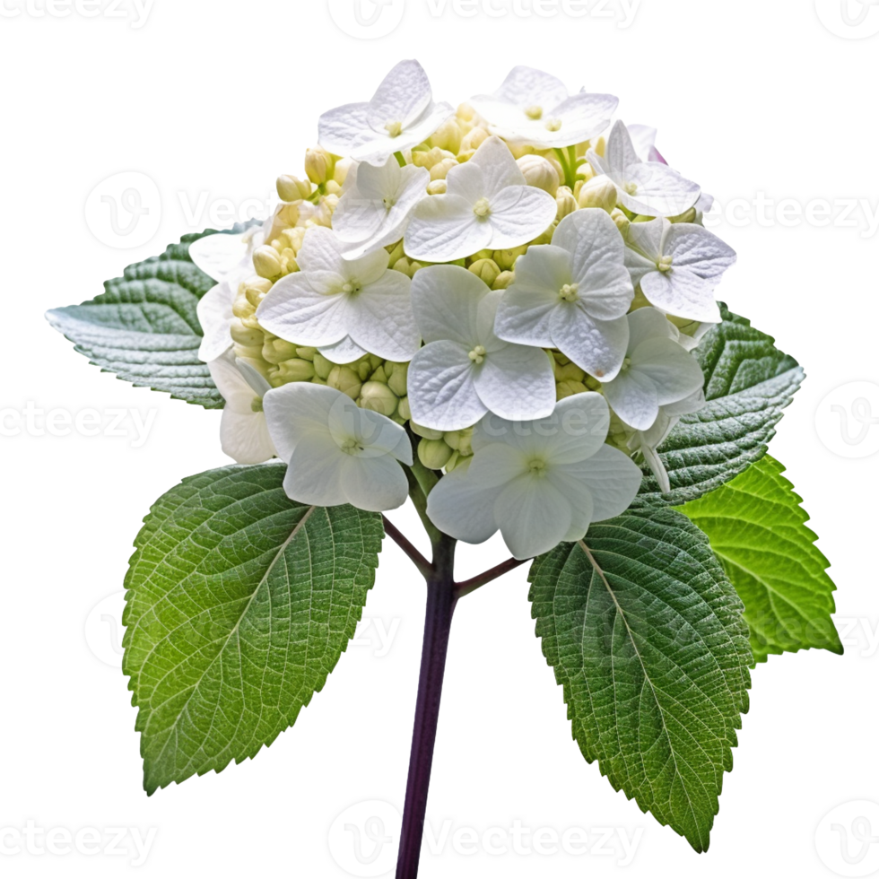 Hydrangea flower isolated on background with png