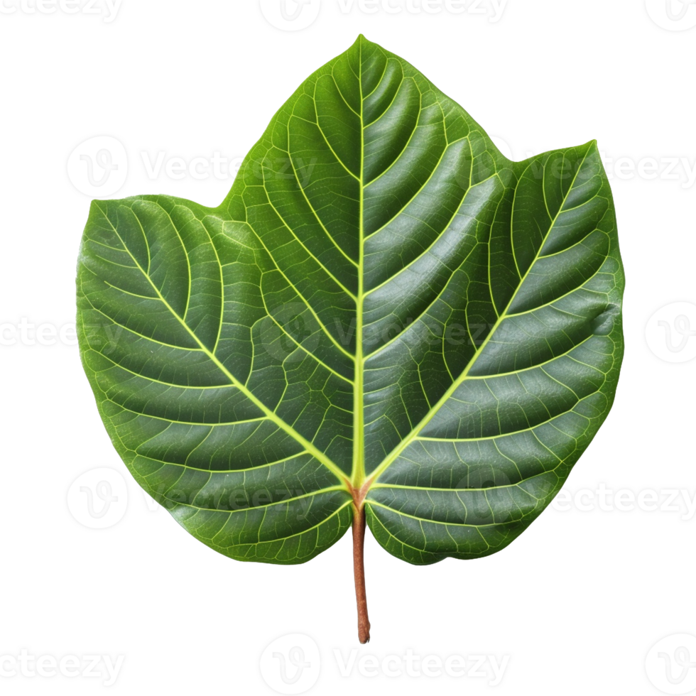 Fiddle Leaf Fig Leaf isolated on background with Generative AI 24955541 PNG