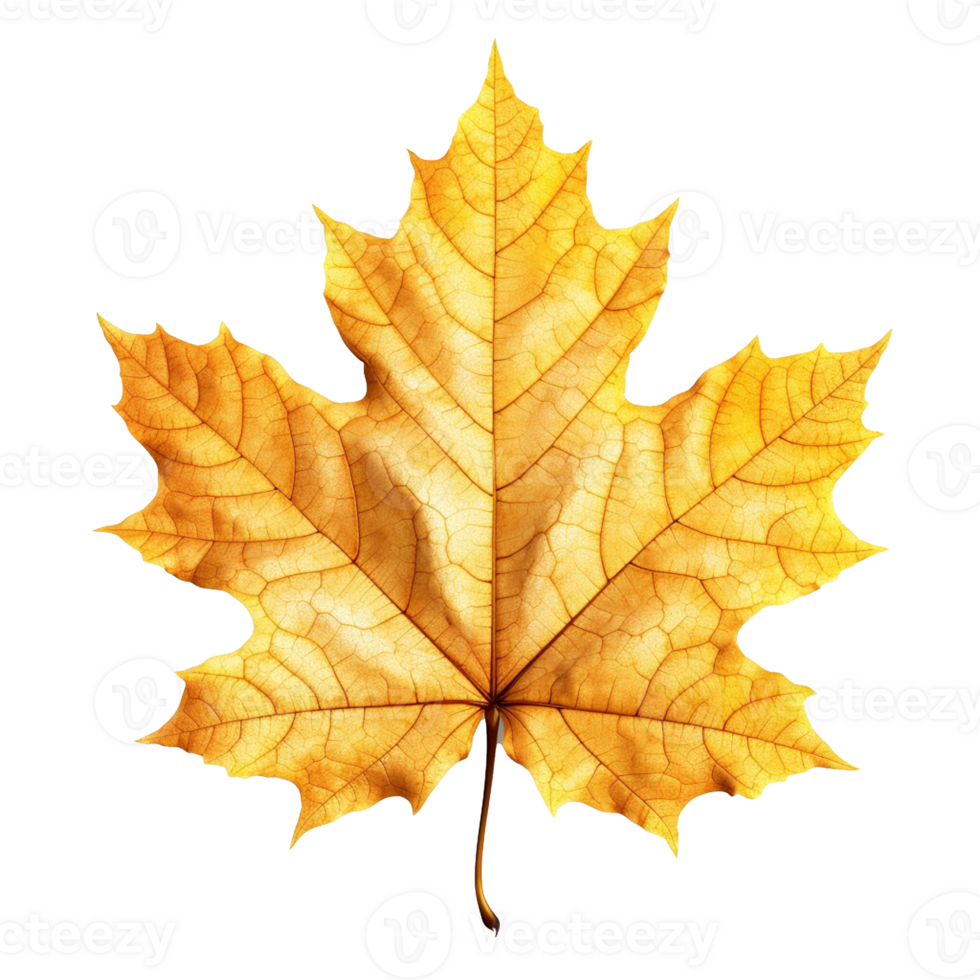 Maple Leaf isolated on background with png