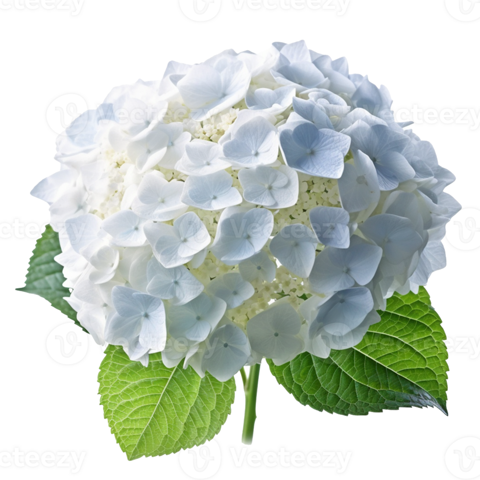 Hydrangea flower isolated on background with png