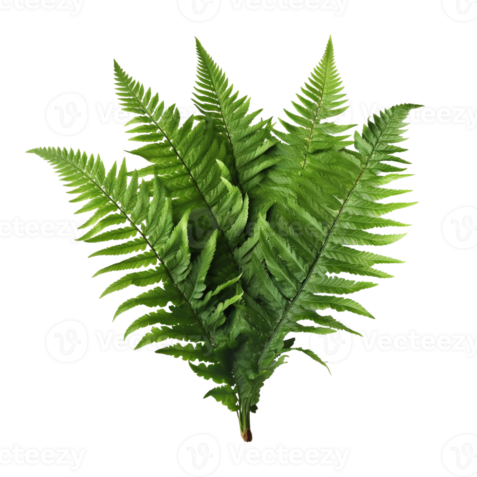 Fern Leaf isolated on background with Generative AI png