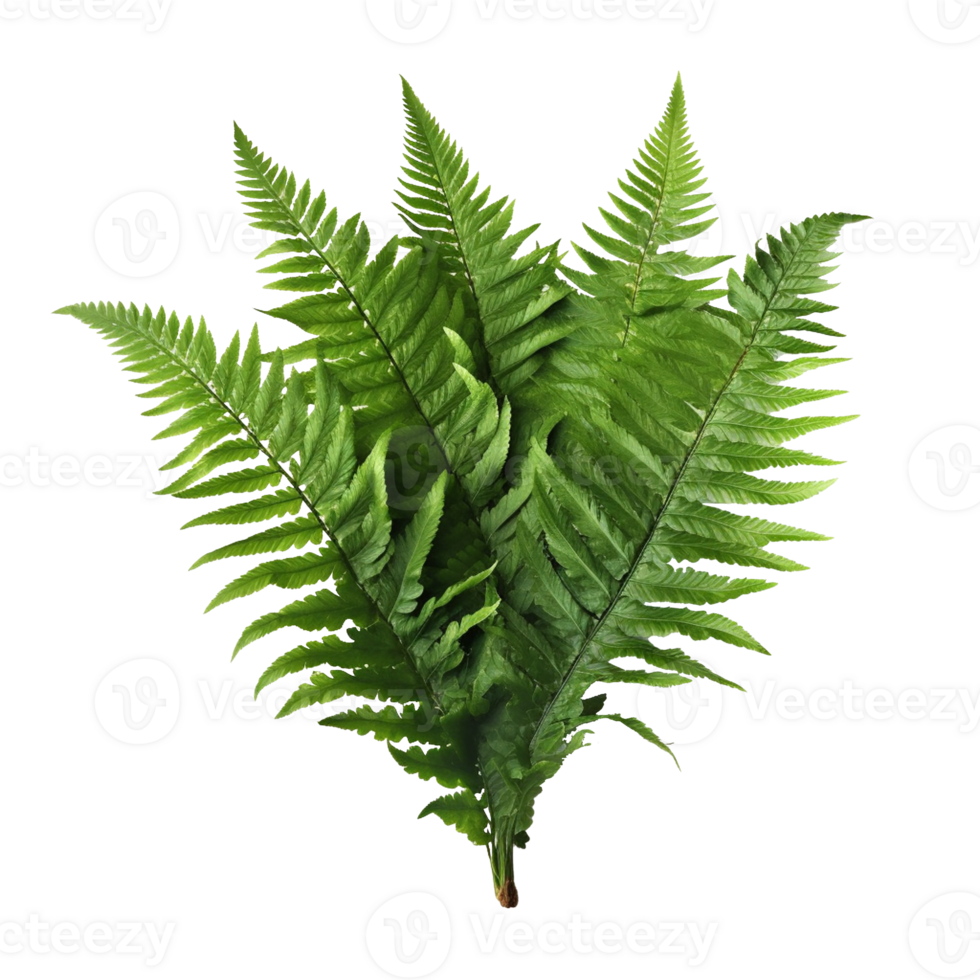 Fern Leaf isolated on background with png