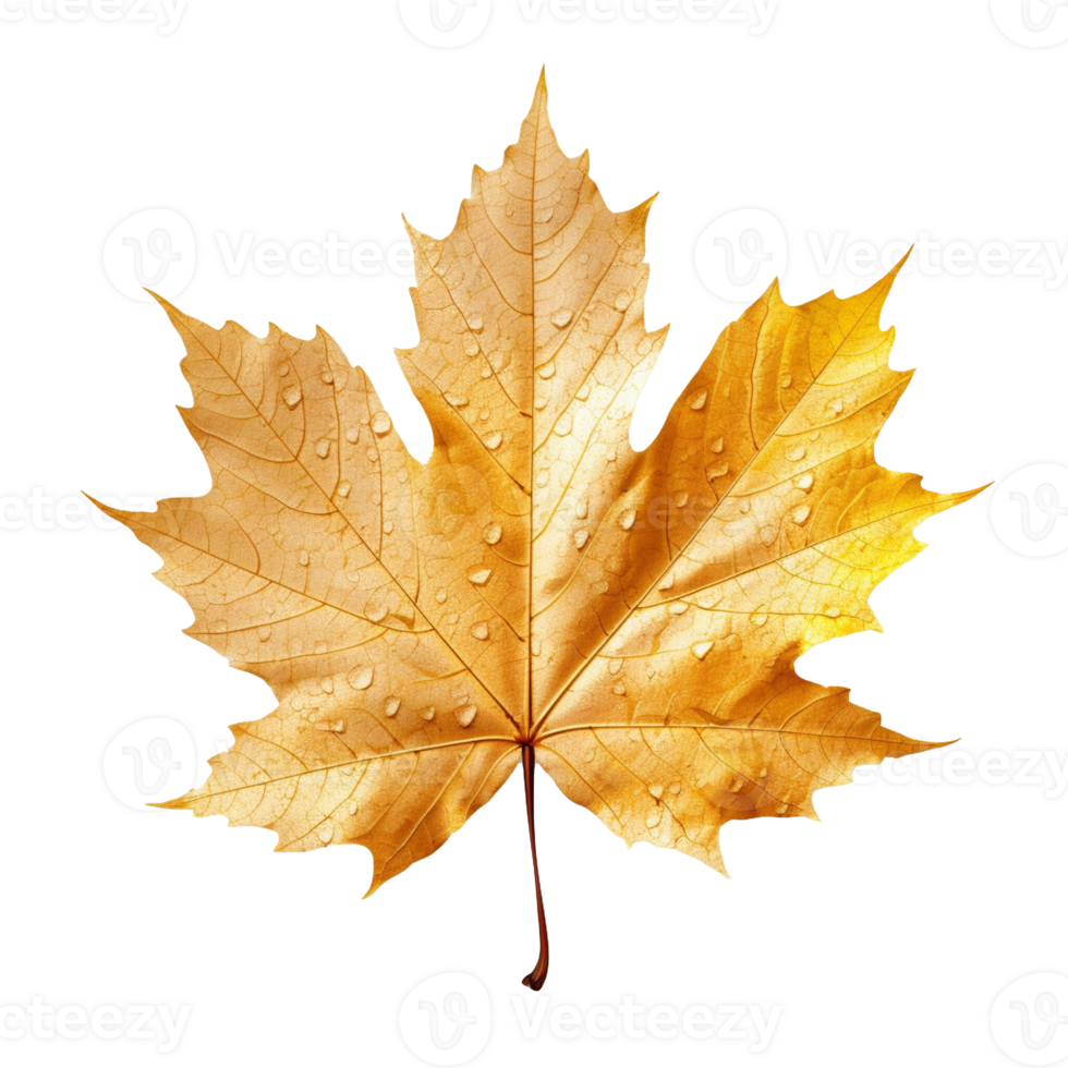 Maple Leaf isolated on background with png