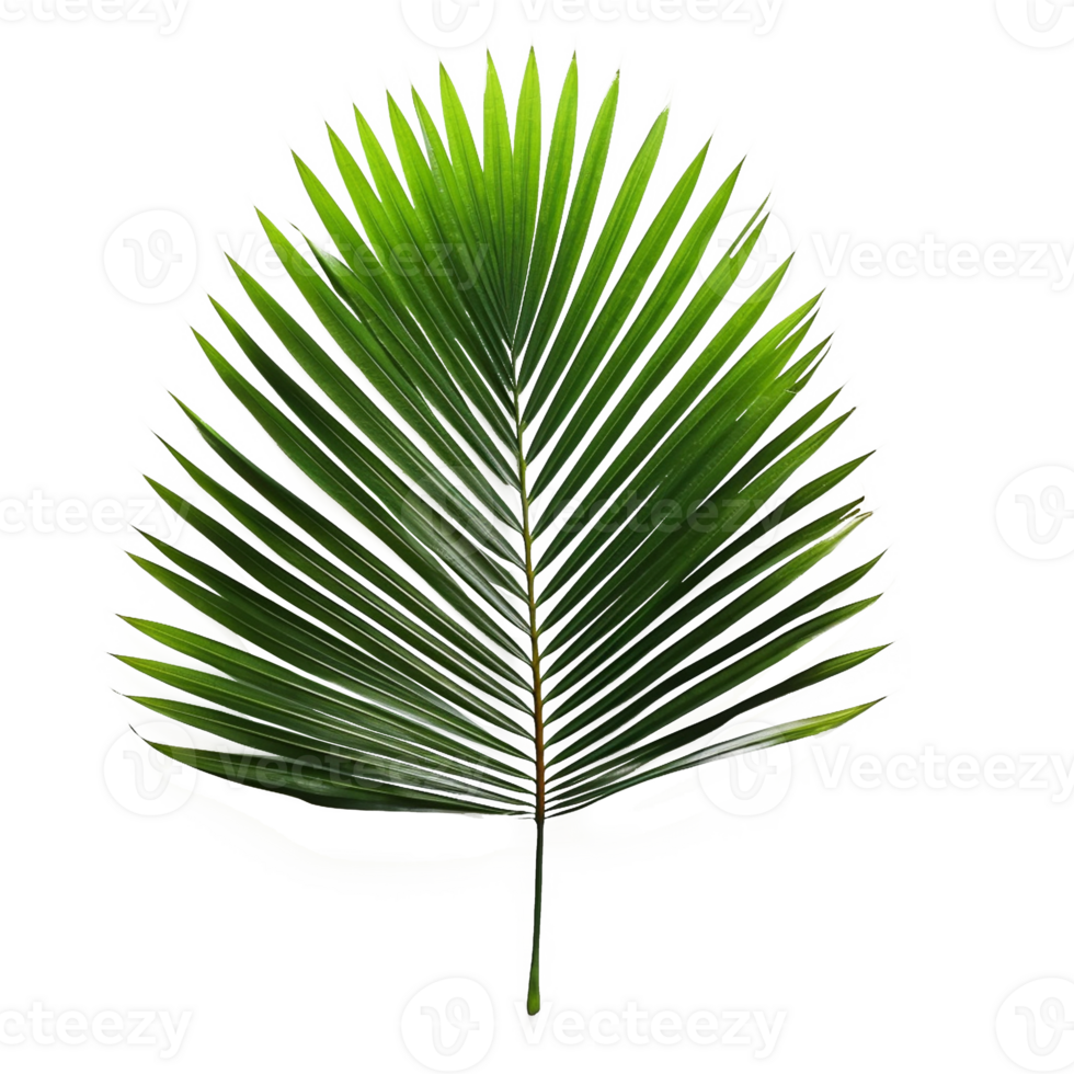 Palm Leaf isolated on background with png