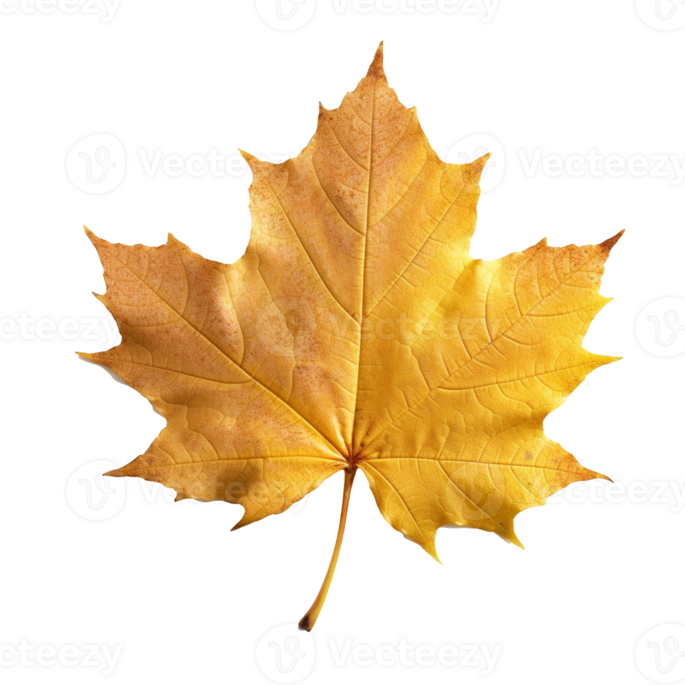 Maple Leaf isolated on background with png