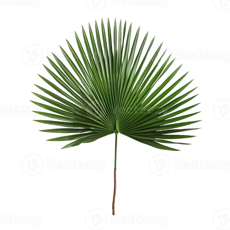 Palm Leaf isolated on background with png