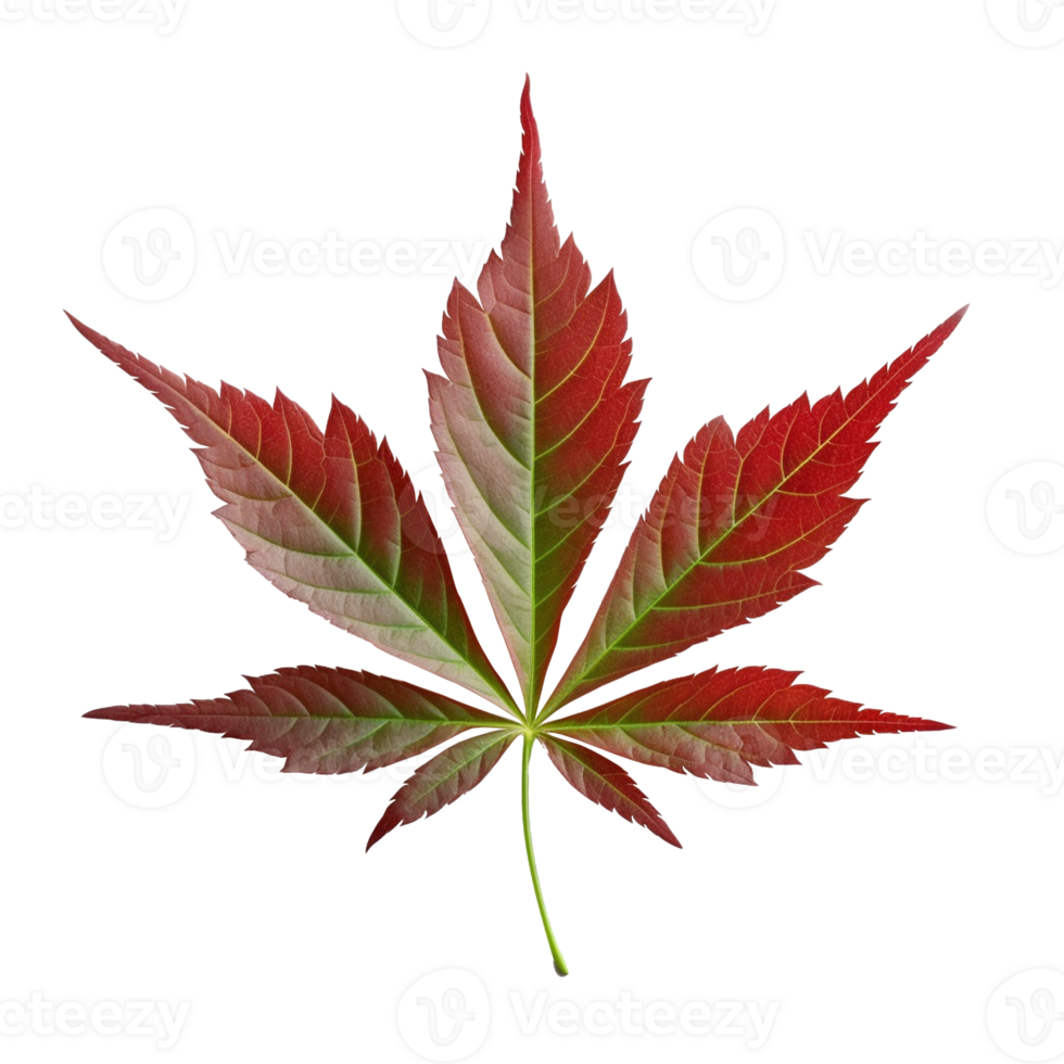 Japanese Maple Leaf isolated on background with png