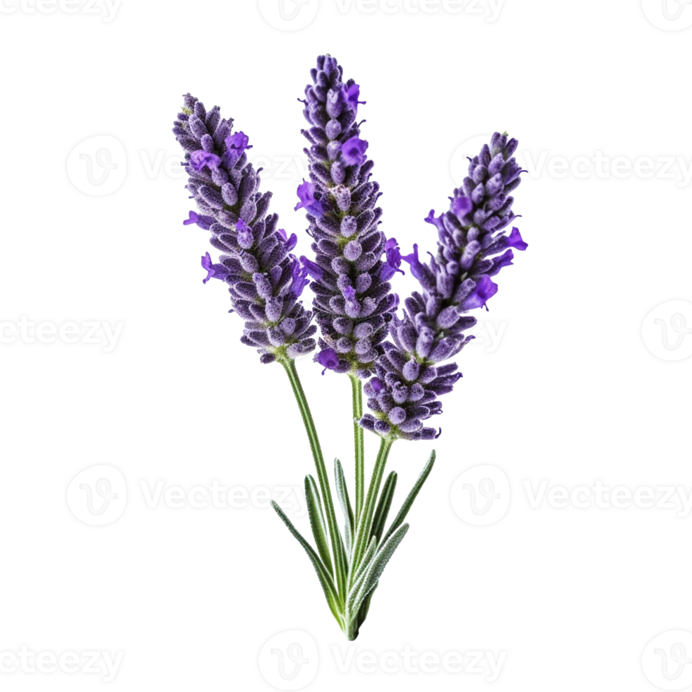 Lavender flower isolated on background with Generative AI png