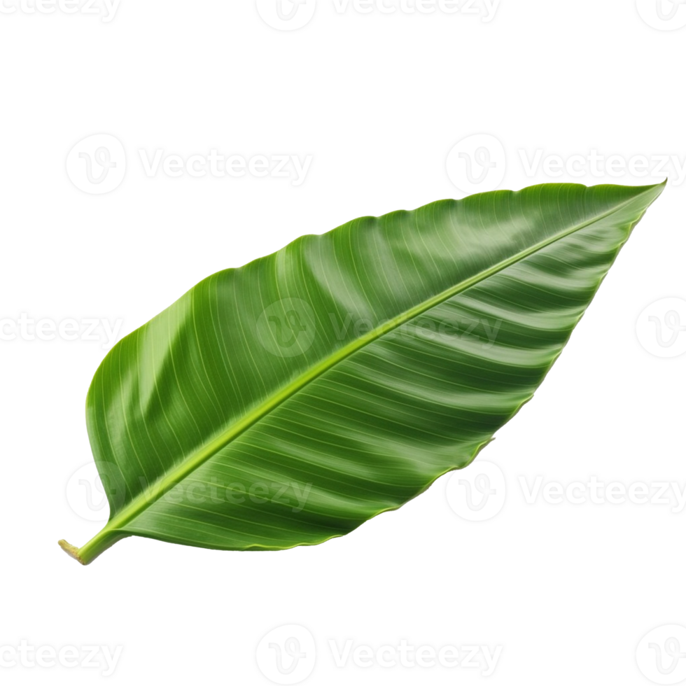 Banana Leaf isolated on background with png