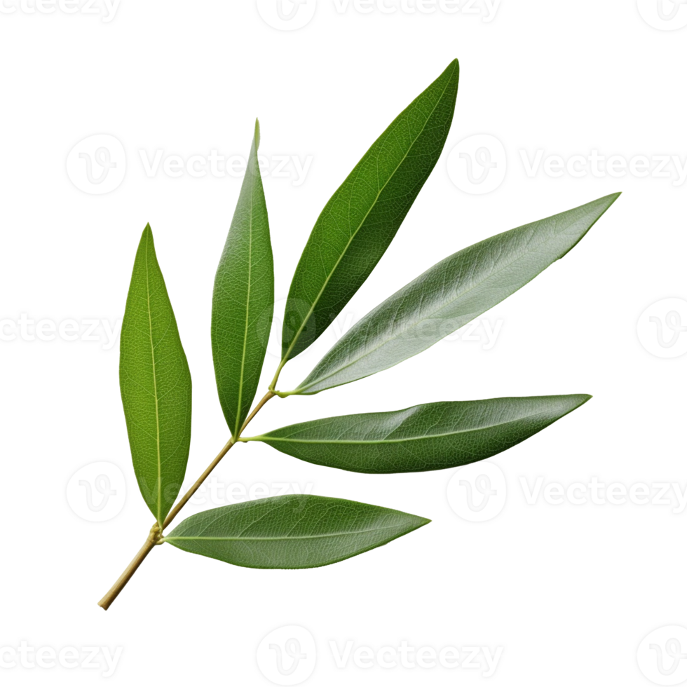Olive Leaf isolated on background with png