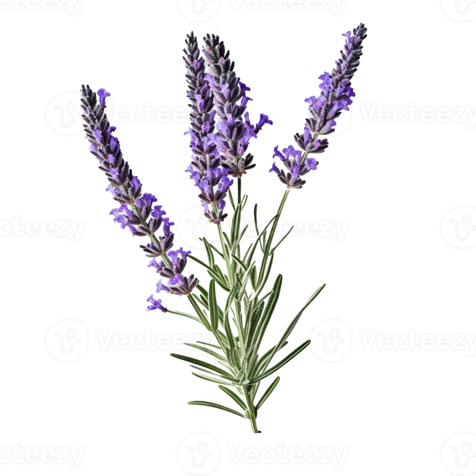 Lavender flower isolated on background with Generative AI png