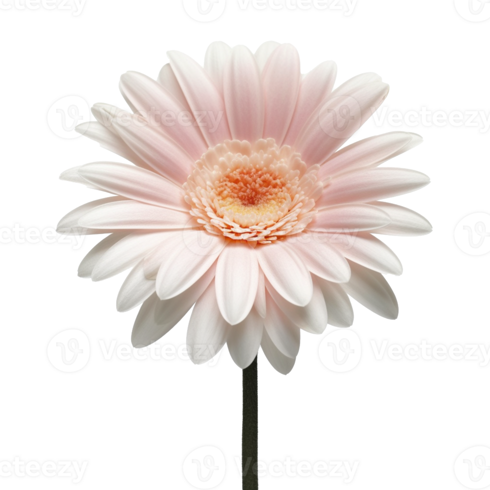 Gerbera Daisy flower isolated on background with Generative AI 24955797 PNG