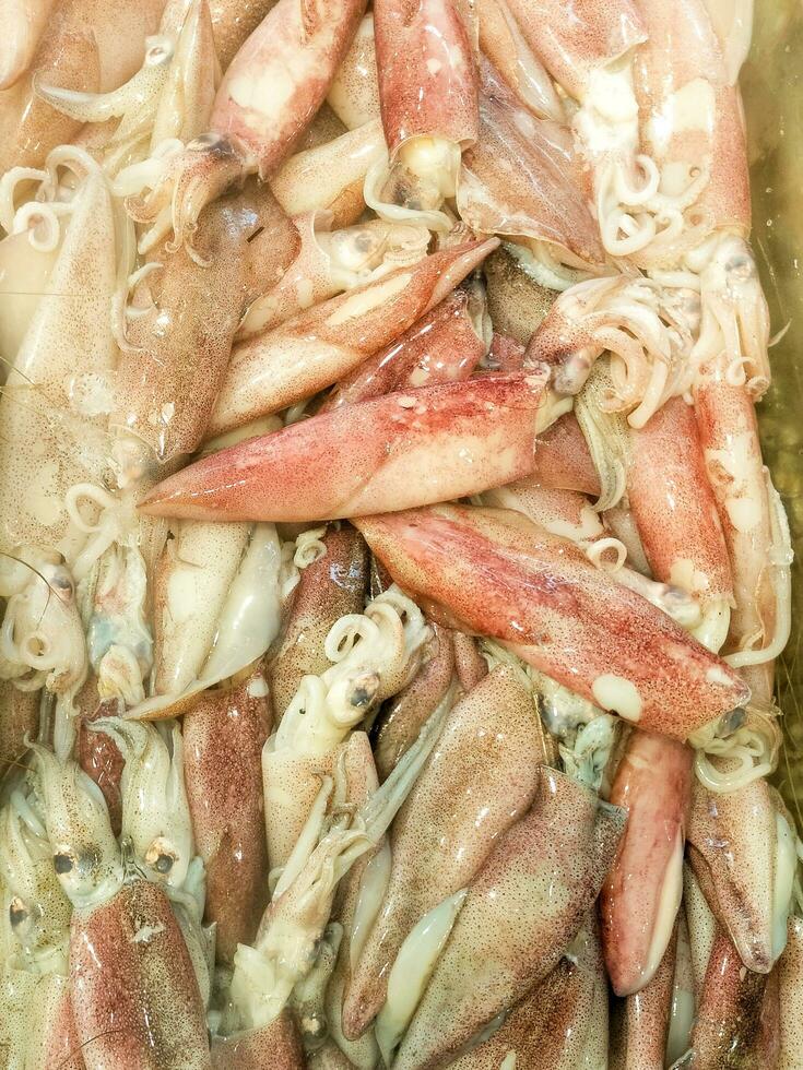 Selective view of fresh squid with the science name Loligo Spp which is sold in supermarket fish markets. photo