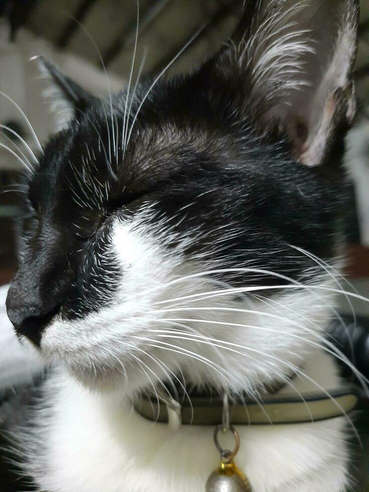 closeup of tuxedo cat photo