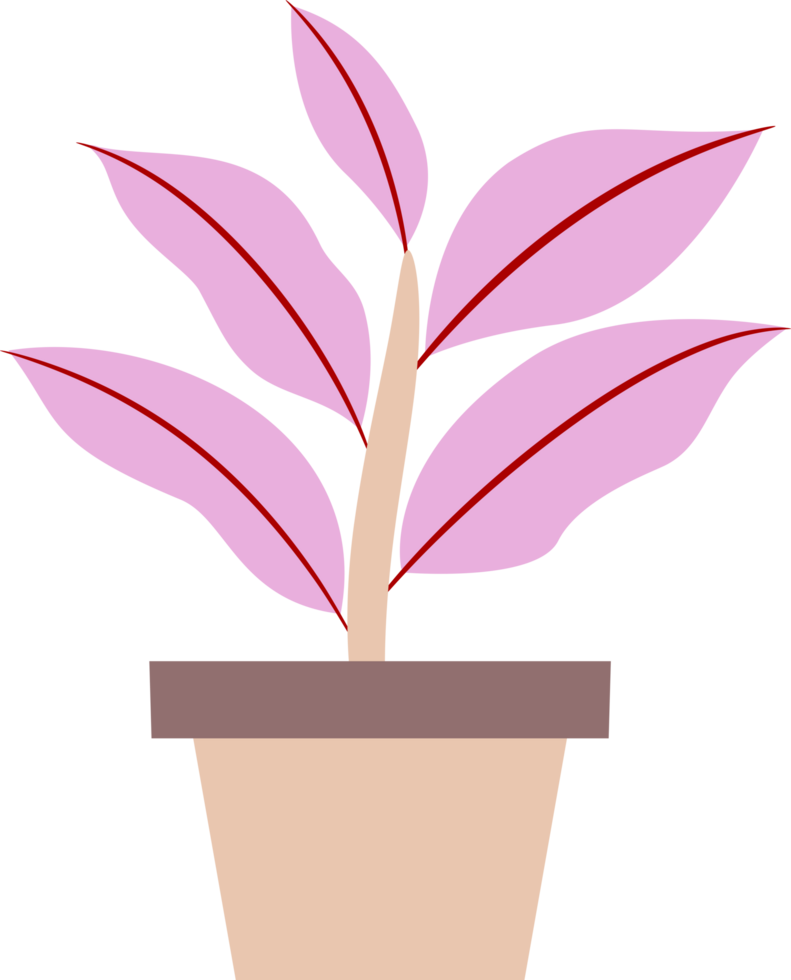 Illustration von ein Pflanze im ein Topf. Pflanzen mit farbig Blätter. kostenlos png
