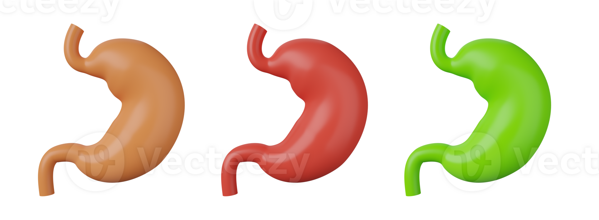 the stomach 3d set png