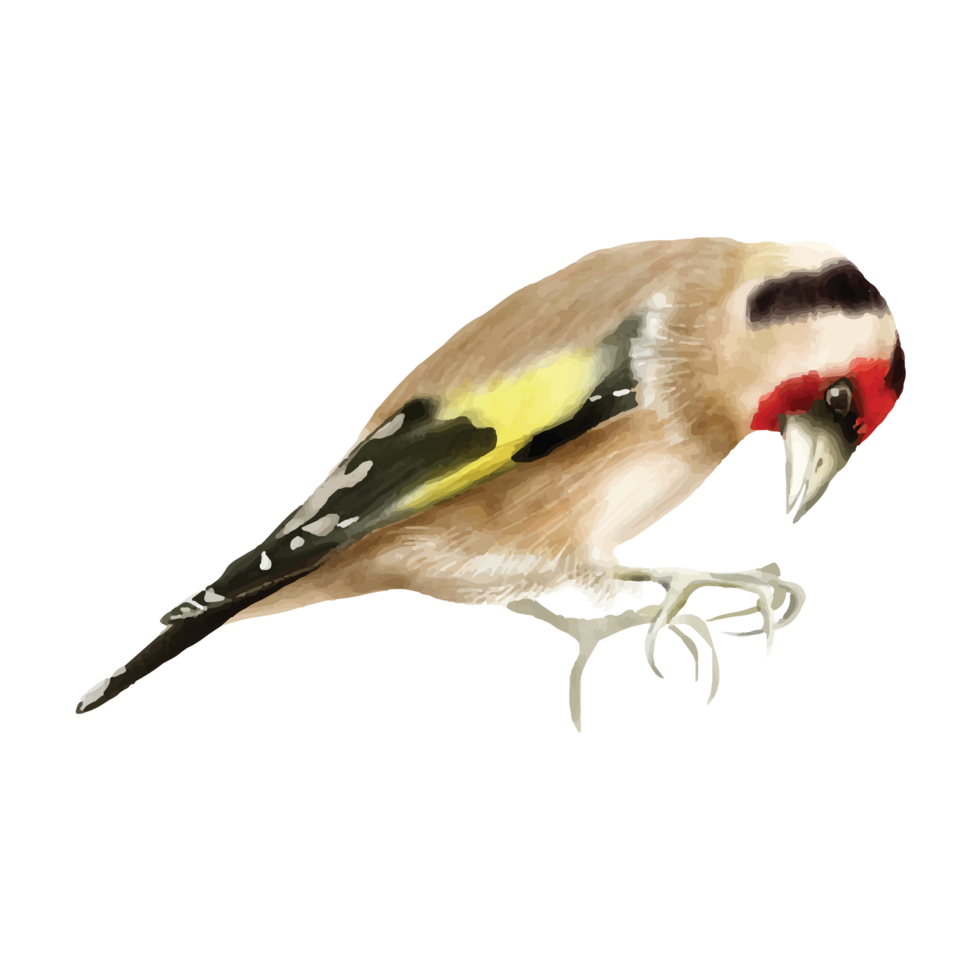 goldfinch bird watercolor sticker png