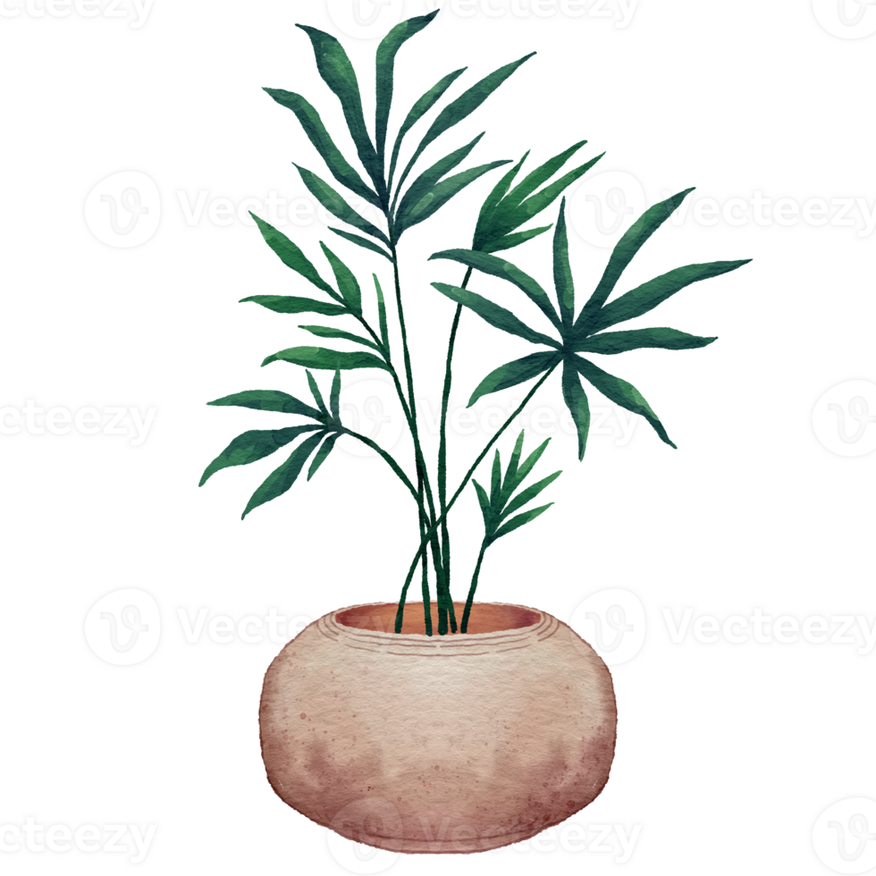 Home potted plants. Houseplants in plant pots, flower potted plant