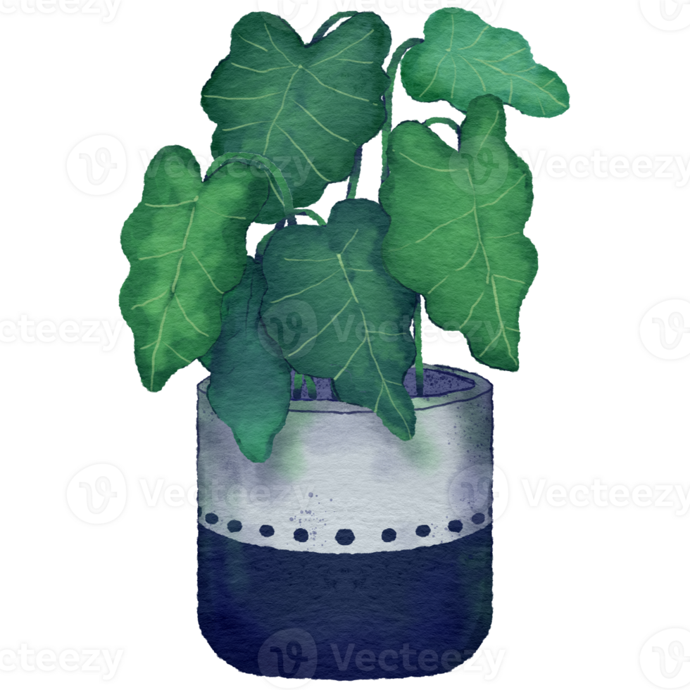 Home potted plants. Houseplants in plant pots, flower potted plant