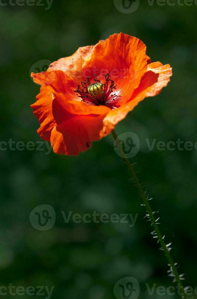 Beautiful colorful flowers photo