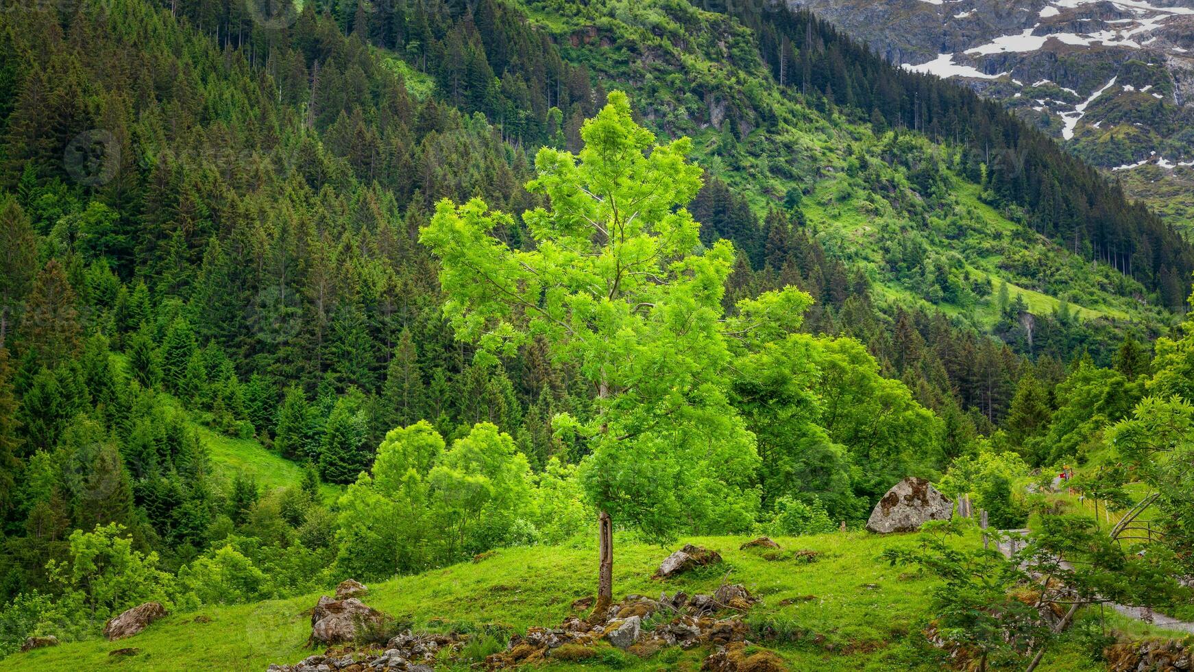 Blooming spring season tree photo