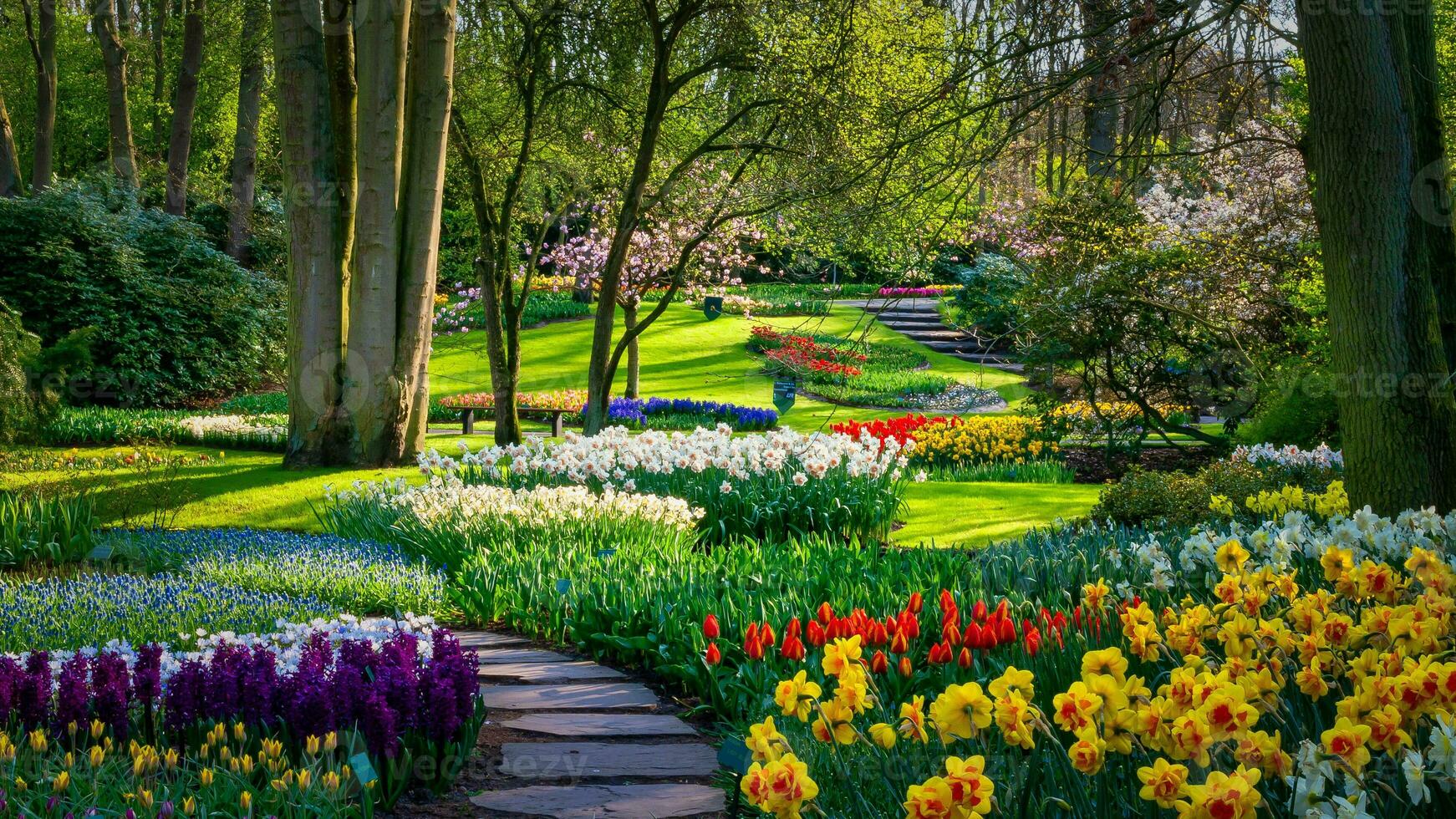 Tulips garden in Holland photo