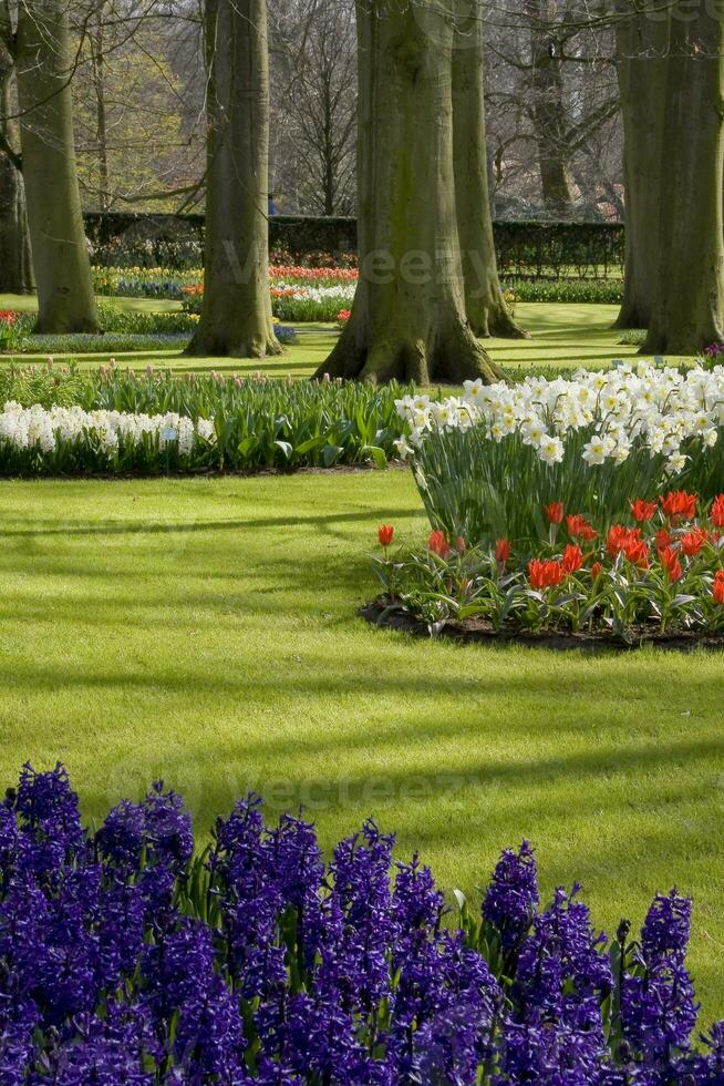 Netherlands colorful scenery and flowers photo