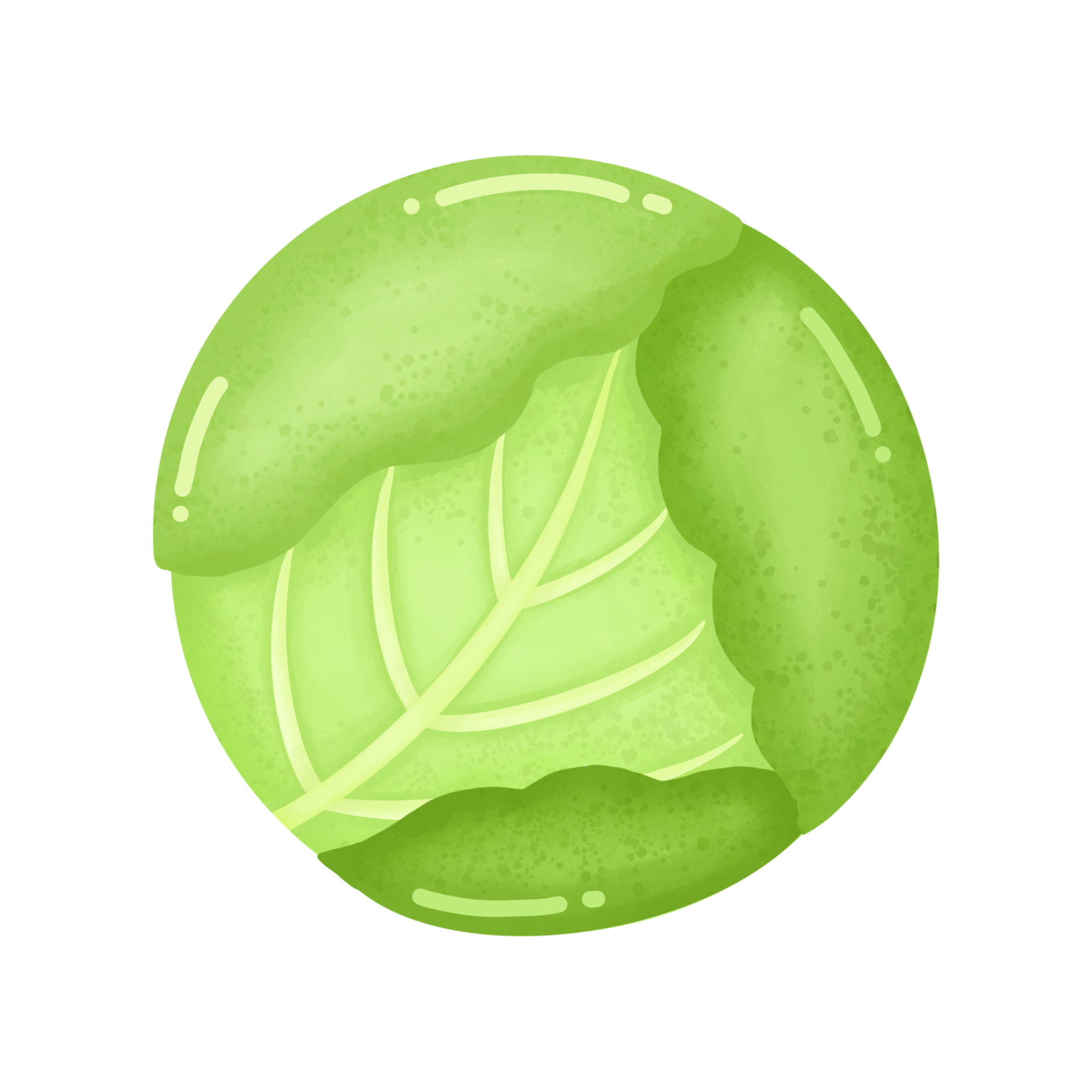 Cabbage cartoon drawing 24960479 PNG