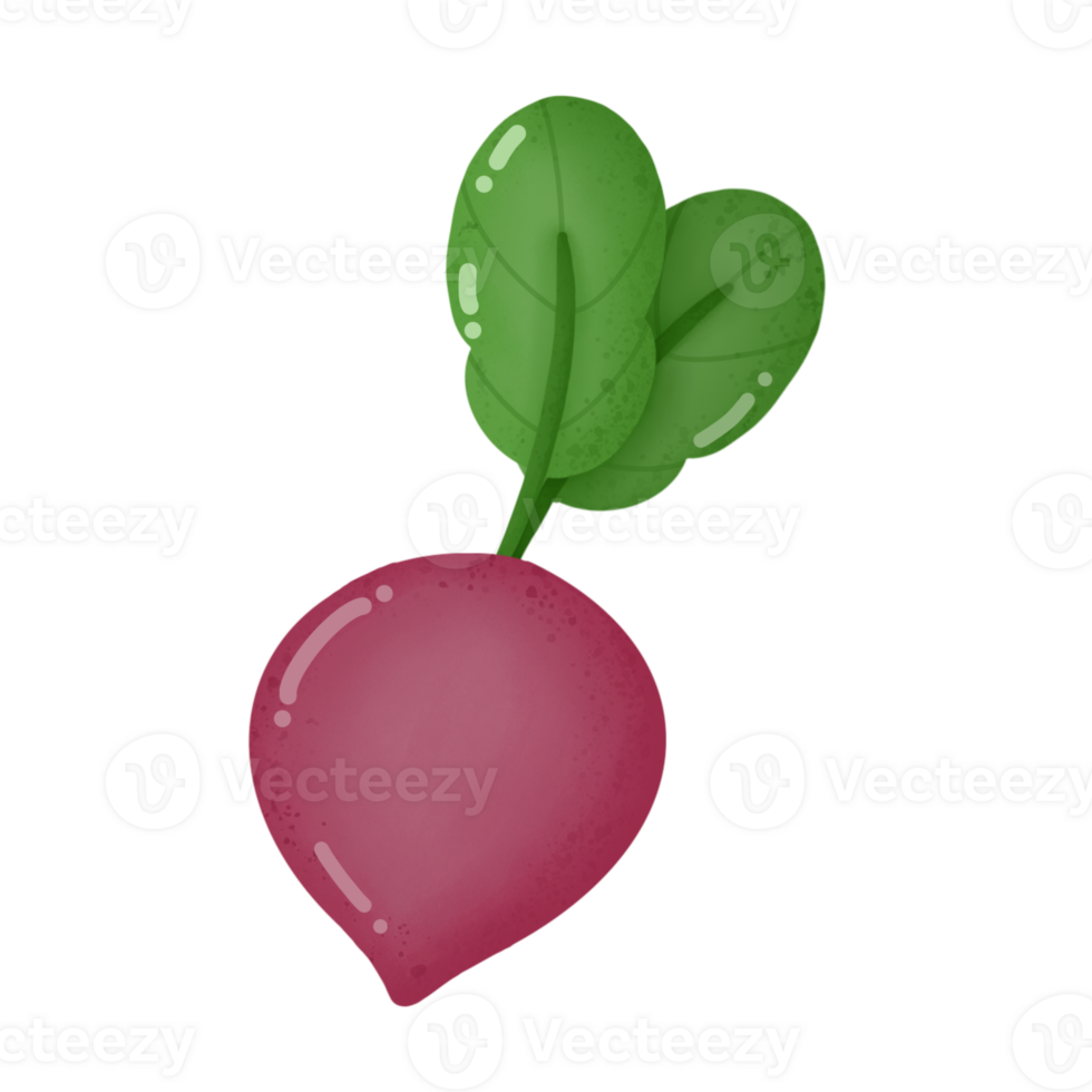 Radish cartoon drawing png