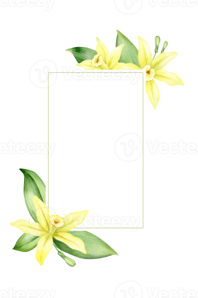 Frame of yellow vanilla flowers. Wreath with tropical exotic flowers. Watercolor illustration. Isolated. Flavoring for cooking. For greeting cards, postcard, scrapbooking, packaging design png