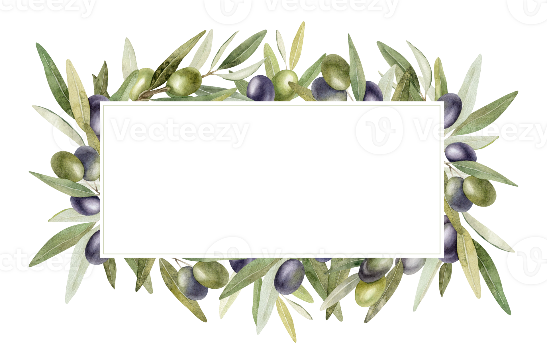 Olive branches, leaves and fruits. Wreath of branches olive tree