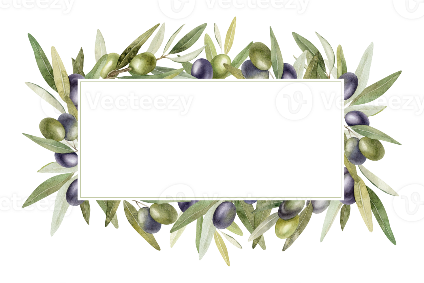 Olive branches, leaves and fruits. Wreath of branches olive tree. Watercolor hand drawn illustration. For menu, packaging design, wedding invitation, save the date or greeting card. png