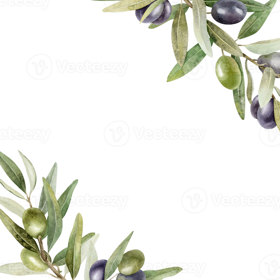 Olive branches, leaves and fruits. Wreath of branches olive tree. Watercolor hand drawn illustration. For menu, packaging design, wedding invitation, save the date or greeting card. png