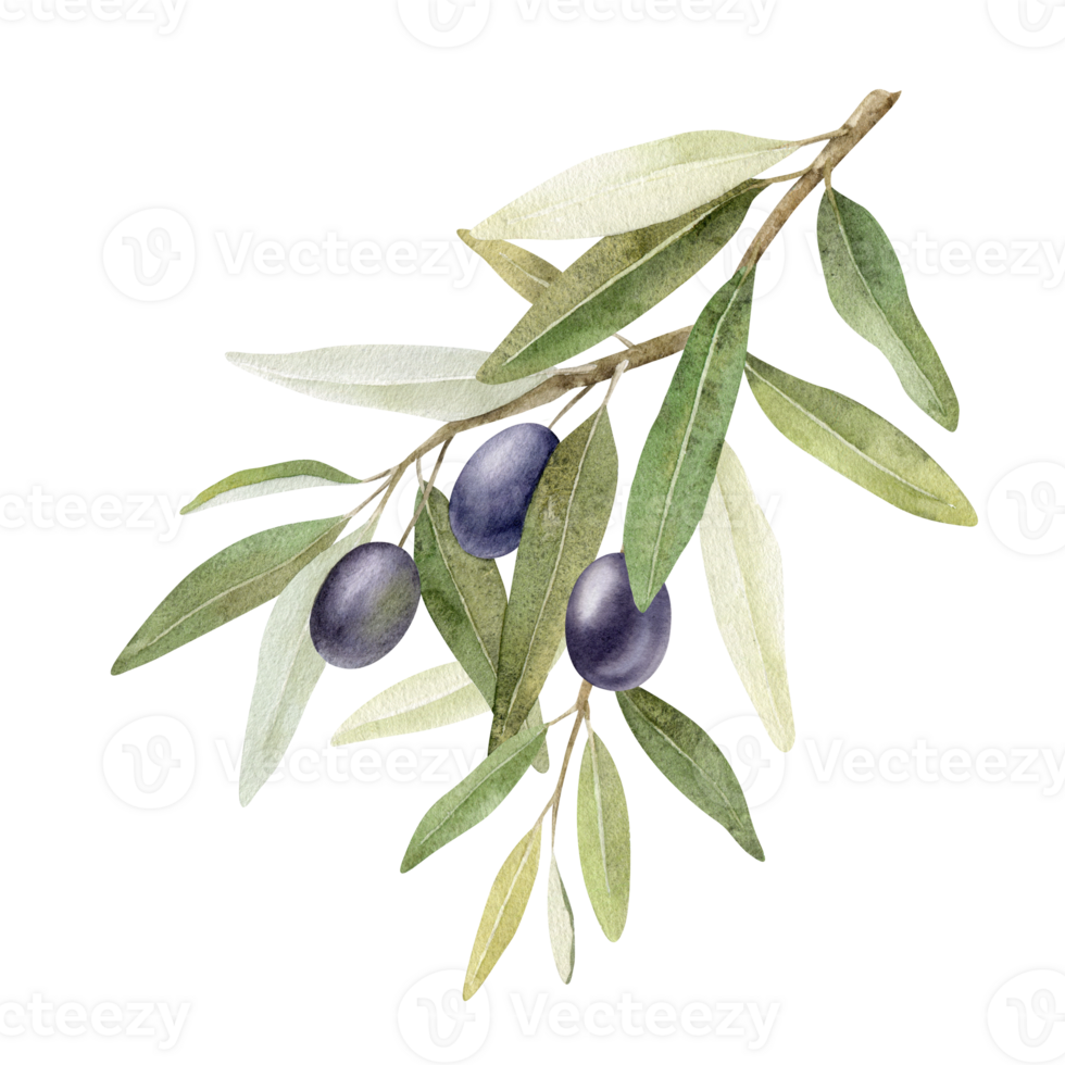 Olive branch with leaves and fruits. Watercolor illustrations isolated png