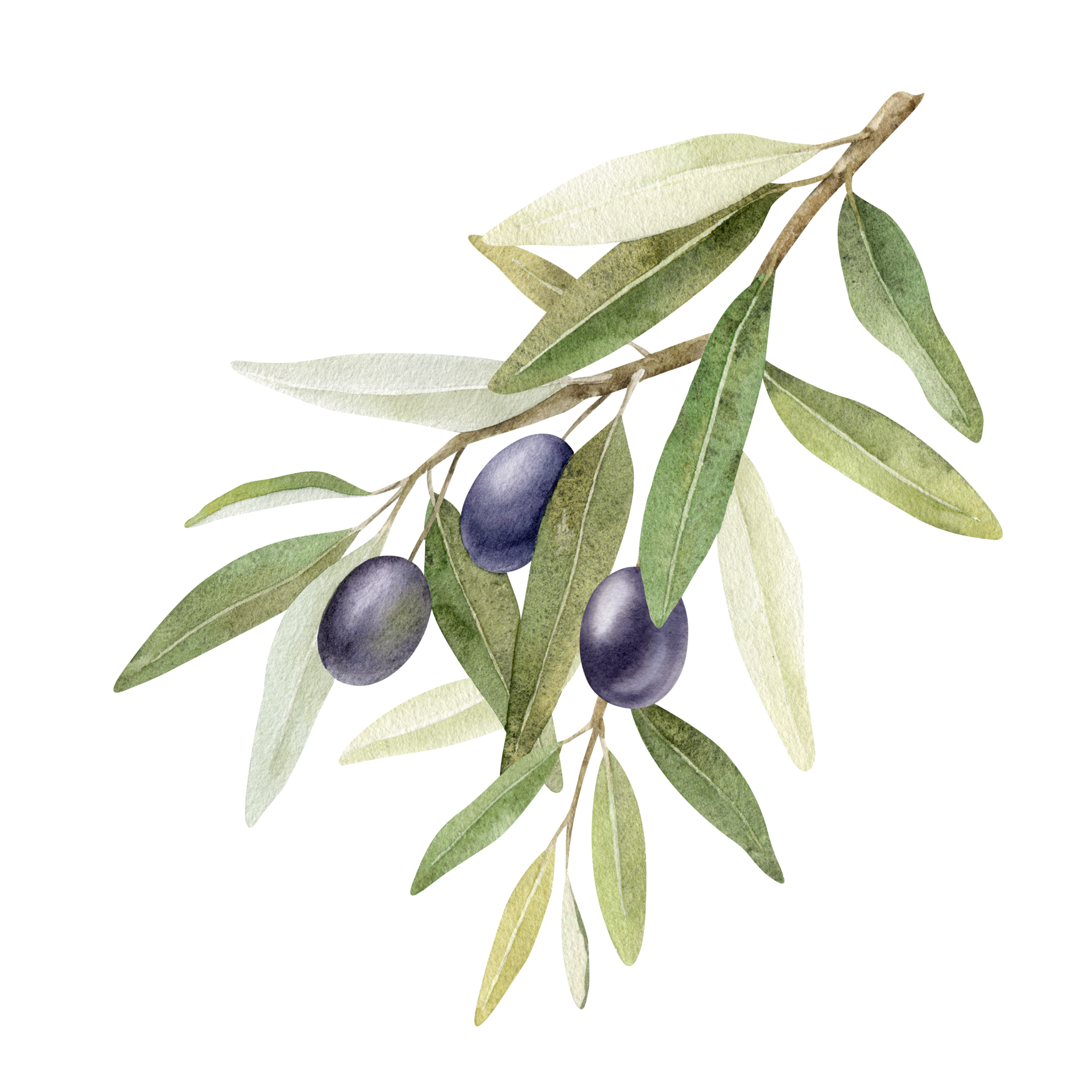 Olive branch with leaves and fruits. Watercolor illustrations