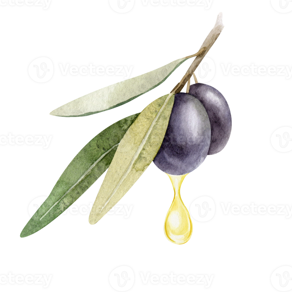A drop of olive oil drips from the olive. Olive branch with leaves and fruits. Watercolor illustrations isolated. For packaging design, menu, marketing png