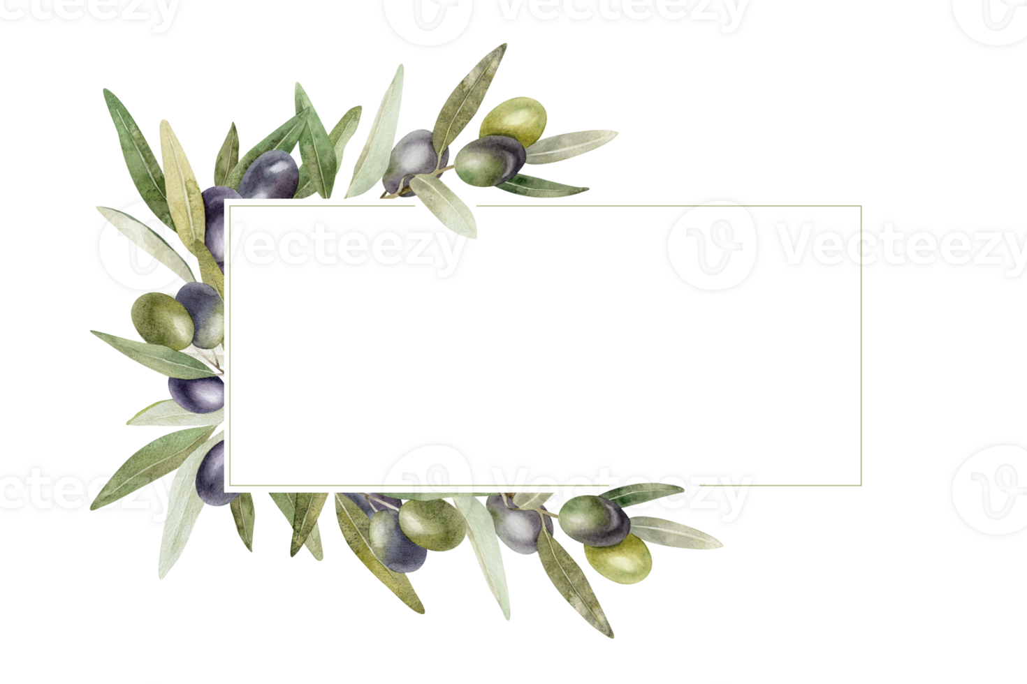 Olive branches, leaves and fruits. Wreath of branches olive tree. Watercolor hand drawn illustration. For menu, packaging design, wedding invitation, save the date or greeting card. png