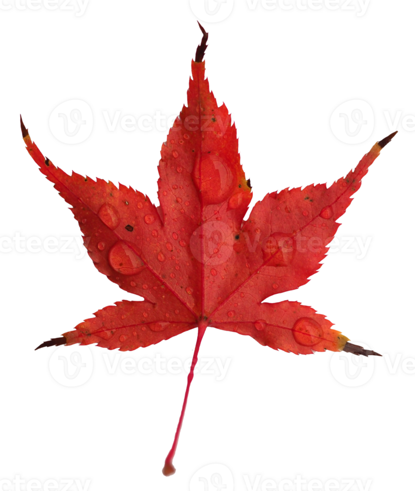 red maple leaf transparent PNG