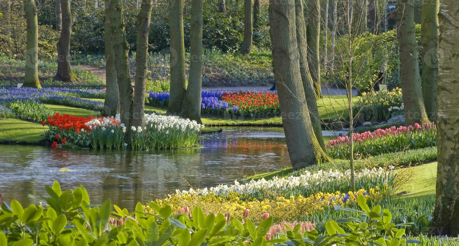 Netherlands colorful scenery and flowers photo