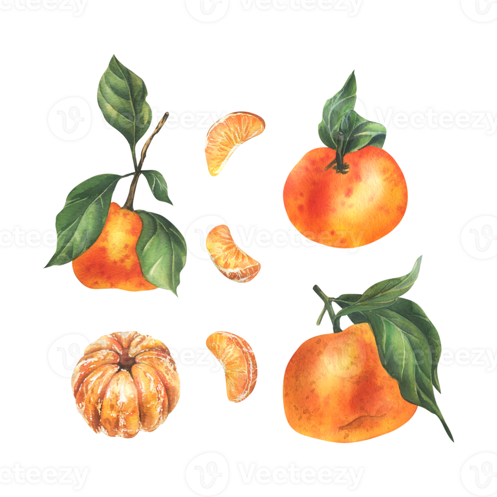 Orange tangerines with green branch and leaves, citrus tropical fruit