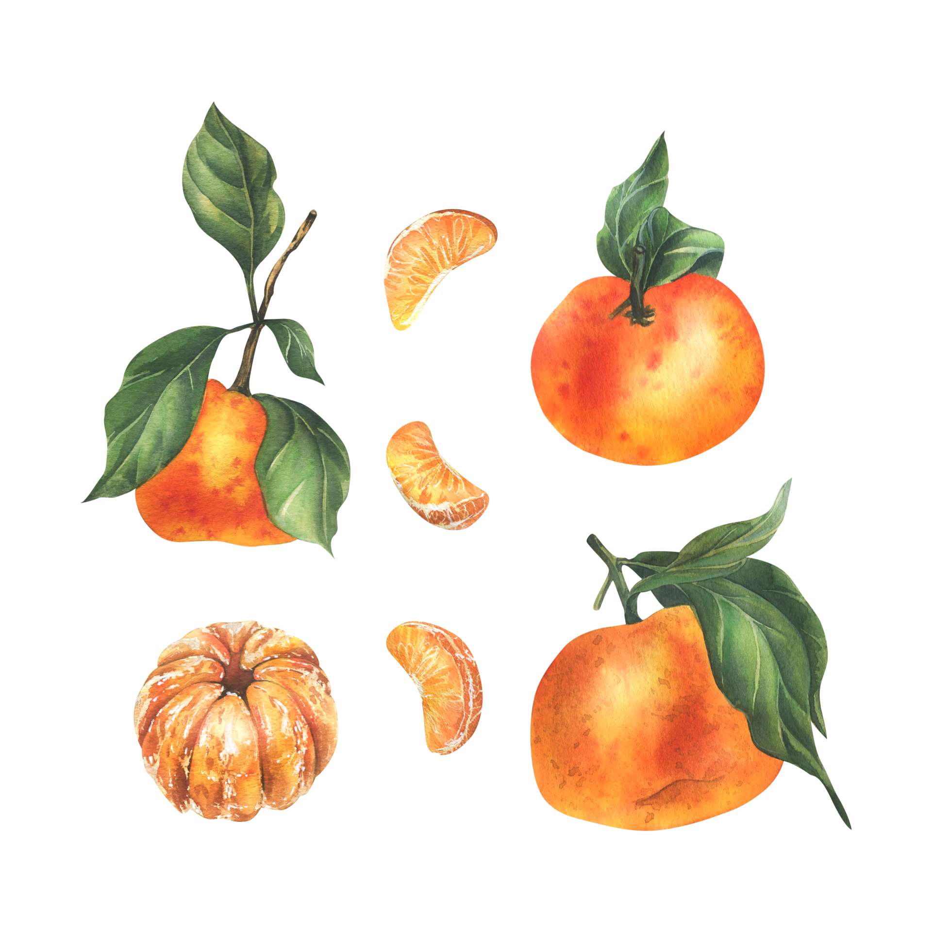 Orange tangerines with green branch and leaves, citrus tropical fruit